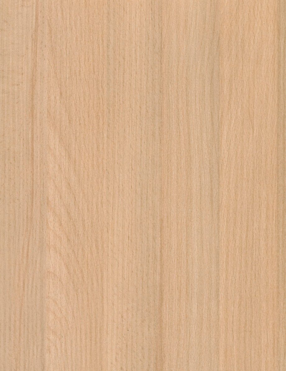 Plain Beech